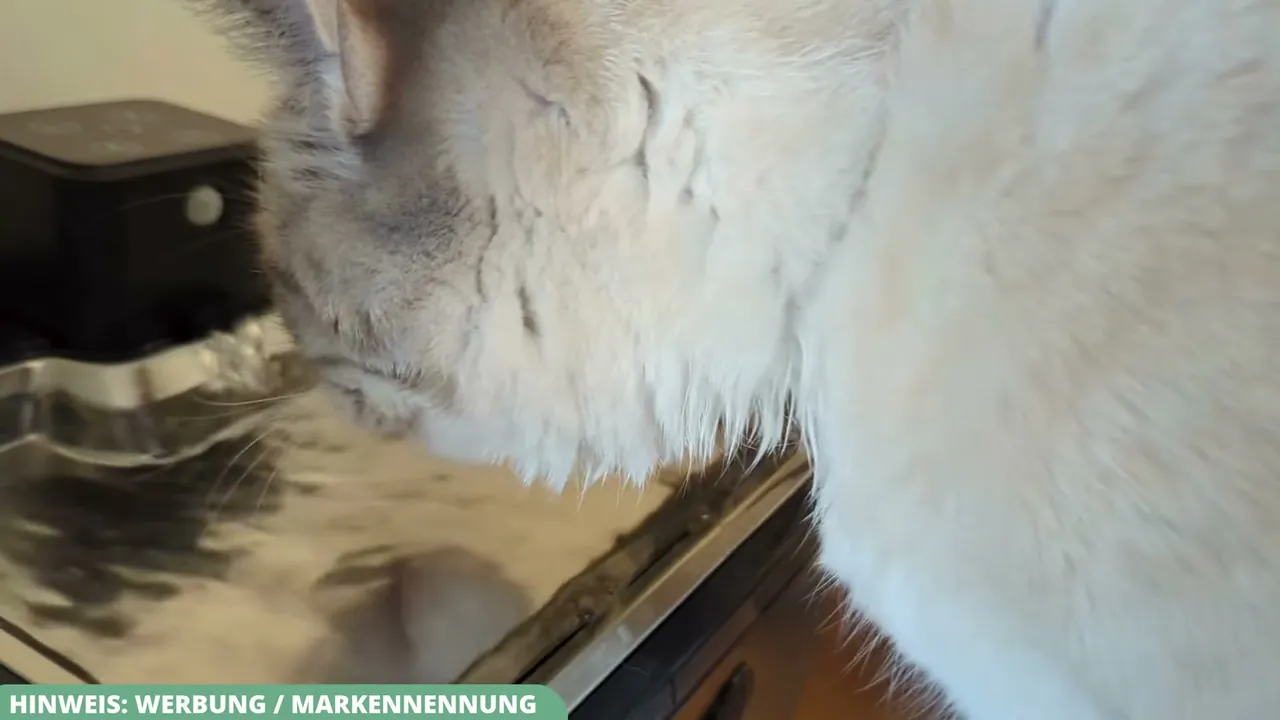 In meinem Test wurde der Brunnen sofort angenommen und meine Katzen trinken durch das fließende Wasser spürbar mehr als früher.