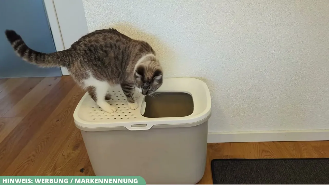Ich finde es klasse, wie neugierig und problemlos meine Katze den praktischen Einstieg von oben annimmt.
