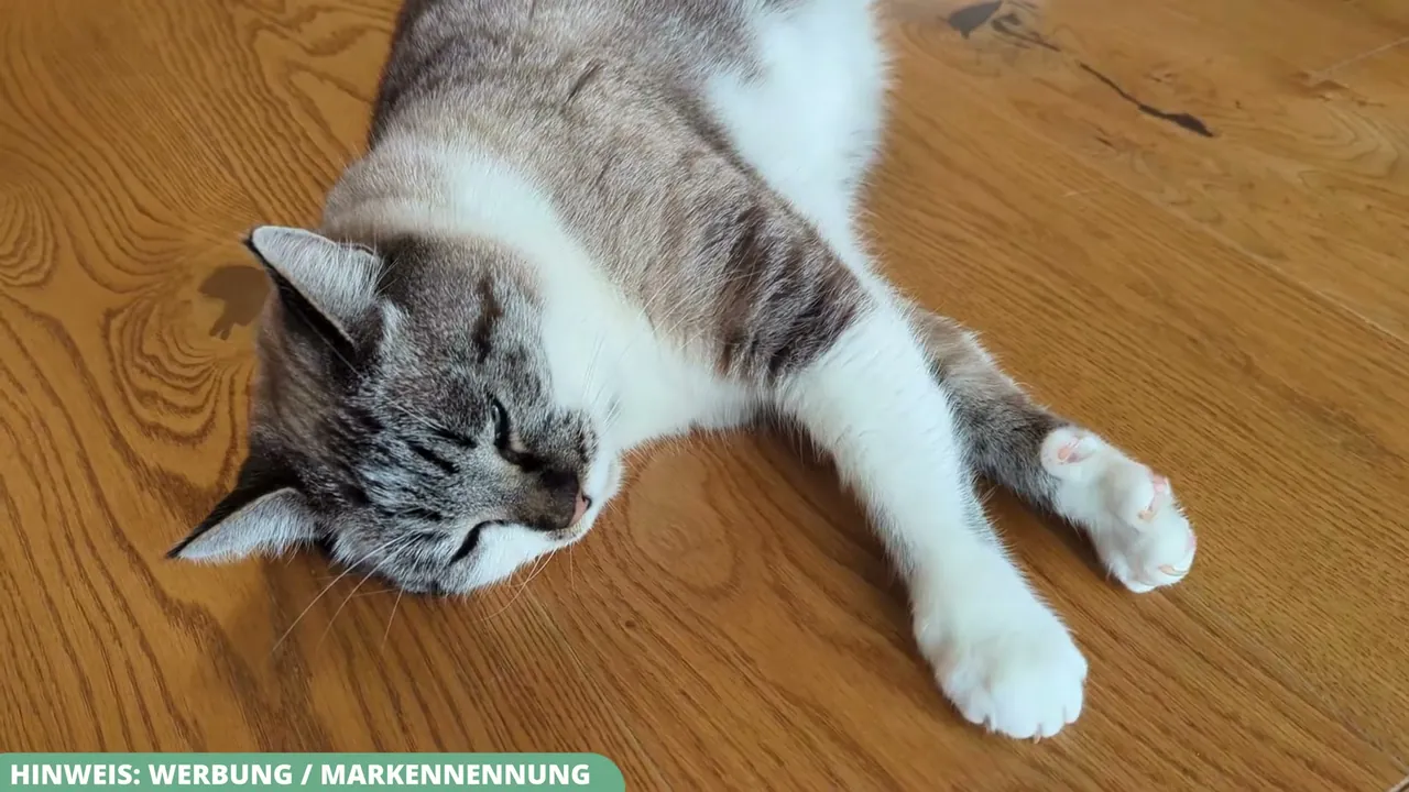 Aus meiner Sicht sorgt eine zuverlässige Geruchsbindung für die beste Zufriedenheit bei Katze und Halter.