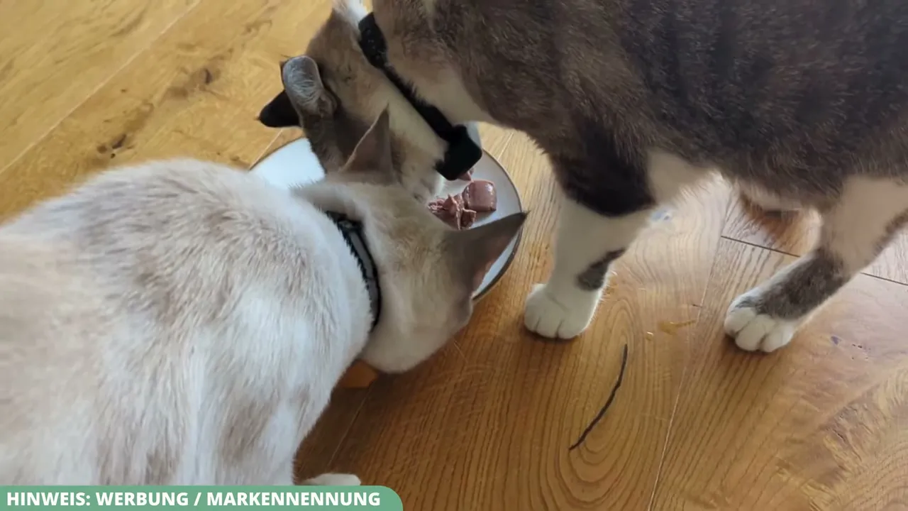 Aus meiner Sicht kommt das getreidefreie Nassfutter ohne Zuckerzusatz bei meinen beiden Katzen hervorragend an.