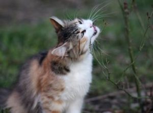Giftige Pflanzen fuer Katzen