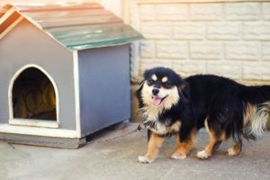 Beste Hundehuette Test