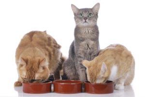 Bestenliste Katzen-Trockenfutter Vergleich