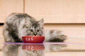 bestes Katzen-Trockenfutter Test