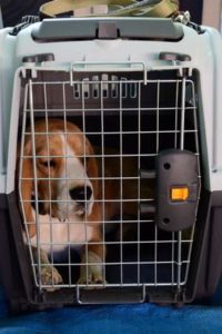 Hundetransportbox Test