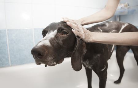 bestes Hundeshampoo test