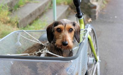 Hundefahrradkorb Test