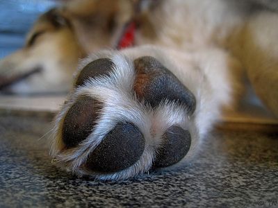 Schlafmittel für hunde - Die besten Schlafmittel für hunde im Überblick