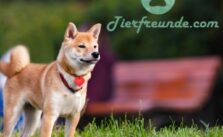 Auslauf Shiba Inu