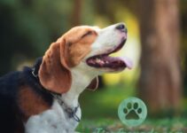 Beagle Anfaengerhund