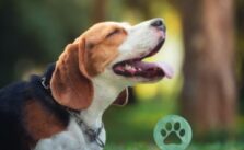 Beagle Anfaengerhund