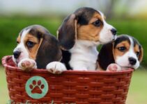Beste maennliche Beagle Namen