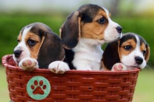 Beste maennliche Beagle Namen