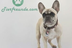 Franzoesische Bulldogge Hundenamen maennlich