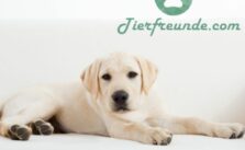 Labrador Hundenamen maennlich