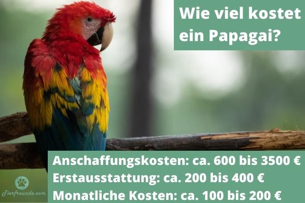 Wie viel kostet ein Papagei