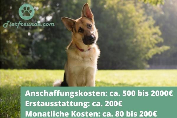 wie viel kostet ein deutscher Schäferhund preis