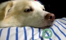 Bauchspeicheldruesenentzuendung Hund einschlaefern