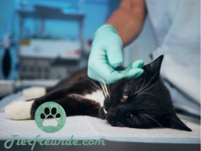 Katze Nierenversagen einschaefern
