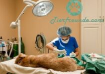 Tumor Operation beim Hund Kosten