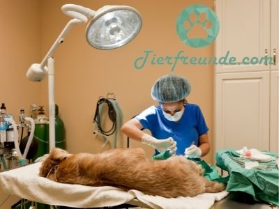 Tumor Operation beim Hund Kosten