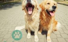 Wurmkur dem Hund geben morgens oder abends