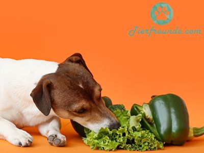 Arten von Paprika fuer Hunde giftig (1)