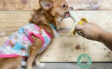 Duerfen Hunde Bananen essen