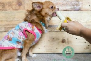 Duerfen Hunde Bananen essen