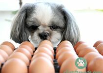 Duerfen Hunde Eier essen