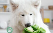 Duerfen Hunde Gurke essen