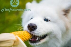 Duerfen Hunde Mais essen