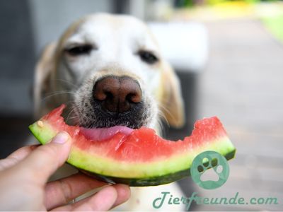 Duerfen Hunde Wassermelone essen