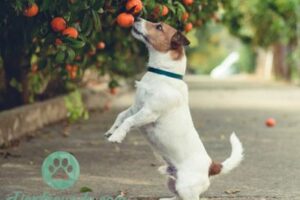 Hunde essen Mandarinen