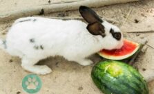 Kaninchen essen Wassermelone