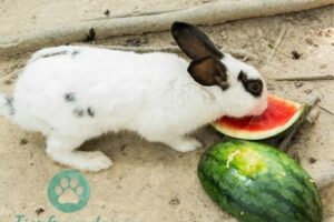 Kaninchen essen Wassermelone