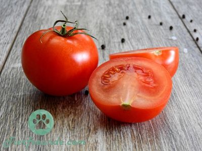 Tomaten giftig fuer Hunde