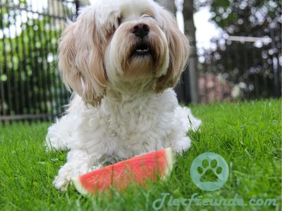 Wassermelonenschale fuer Hunde giftig