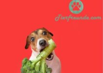 Duerfen Hunde Brokkoli essen