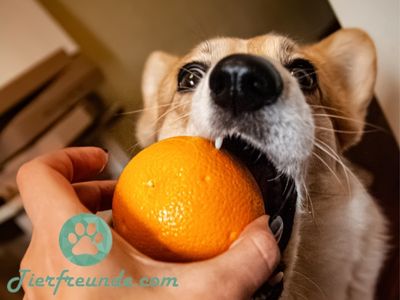 Duerfen Hunde Orangen essen