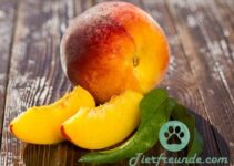 Duerfen Hunde Pfirsiche essen