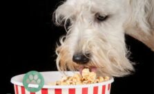 Duerfen Hunde Popcorn essen