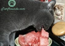 Duerfen Katzen Wassermelone essen