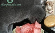 Duerfen Katzen Wassermelone essen