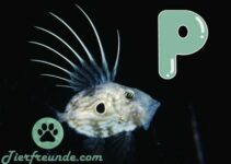 Fisch mit P am Anfang