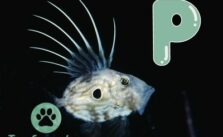 Fisch mit P am Anfang