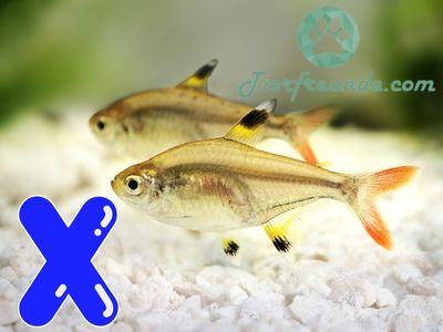Fisch mit X am Anfang