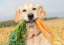 Hunde essen Karotten