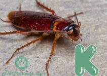Insekt mit K