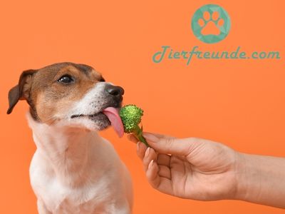 Nachteile wenn Hunde Brokkoli essen